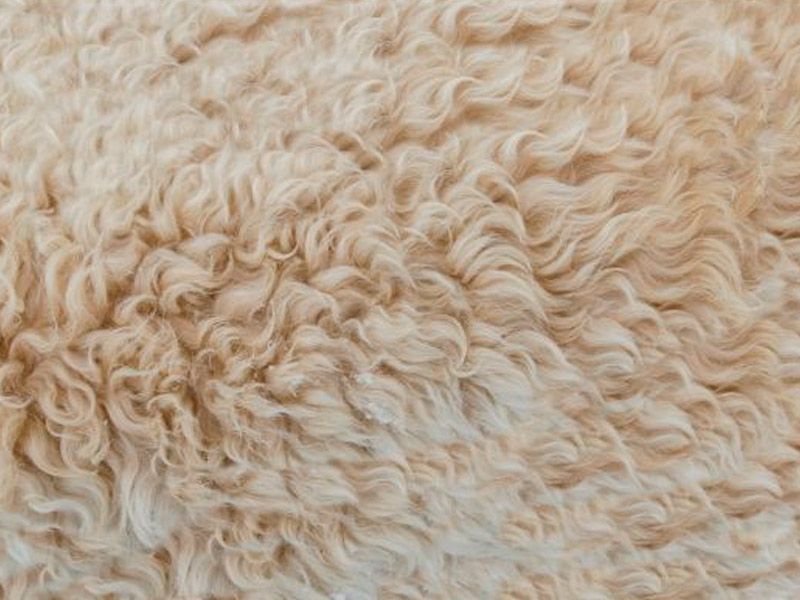 Apartamento en Buitrago del Lozoya El Esquileo 5. Alpaca